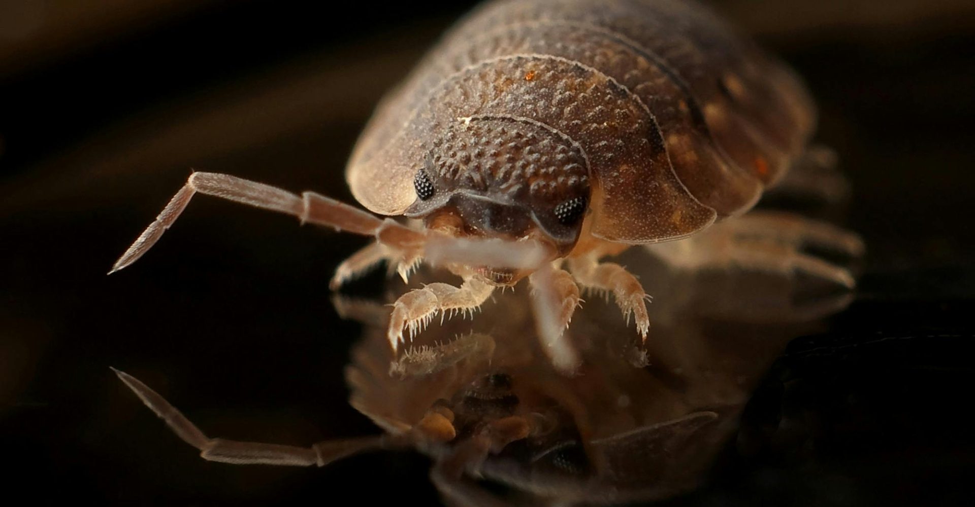 armadillo-worm-bug-insect-35804 Detailed macro image of a bed bug reflecting on a surface, showcasing the insect's texture.