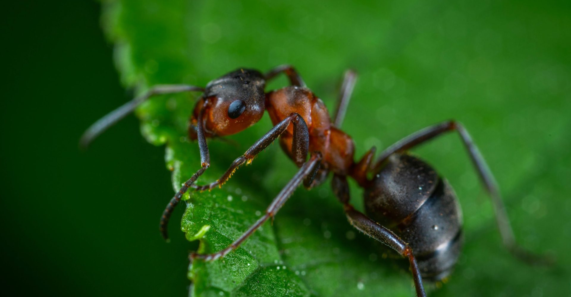 pexels-photo-1104974-1104974 Detailed macro photograph showing an ant on a vibrant green leaf.