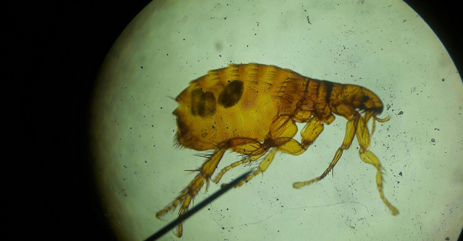 pexels-photo-12953356-12953356 Close-up image of a flea viewed under a microscope, highlighting its intricate structure.