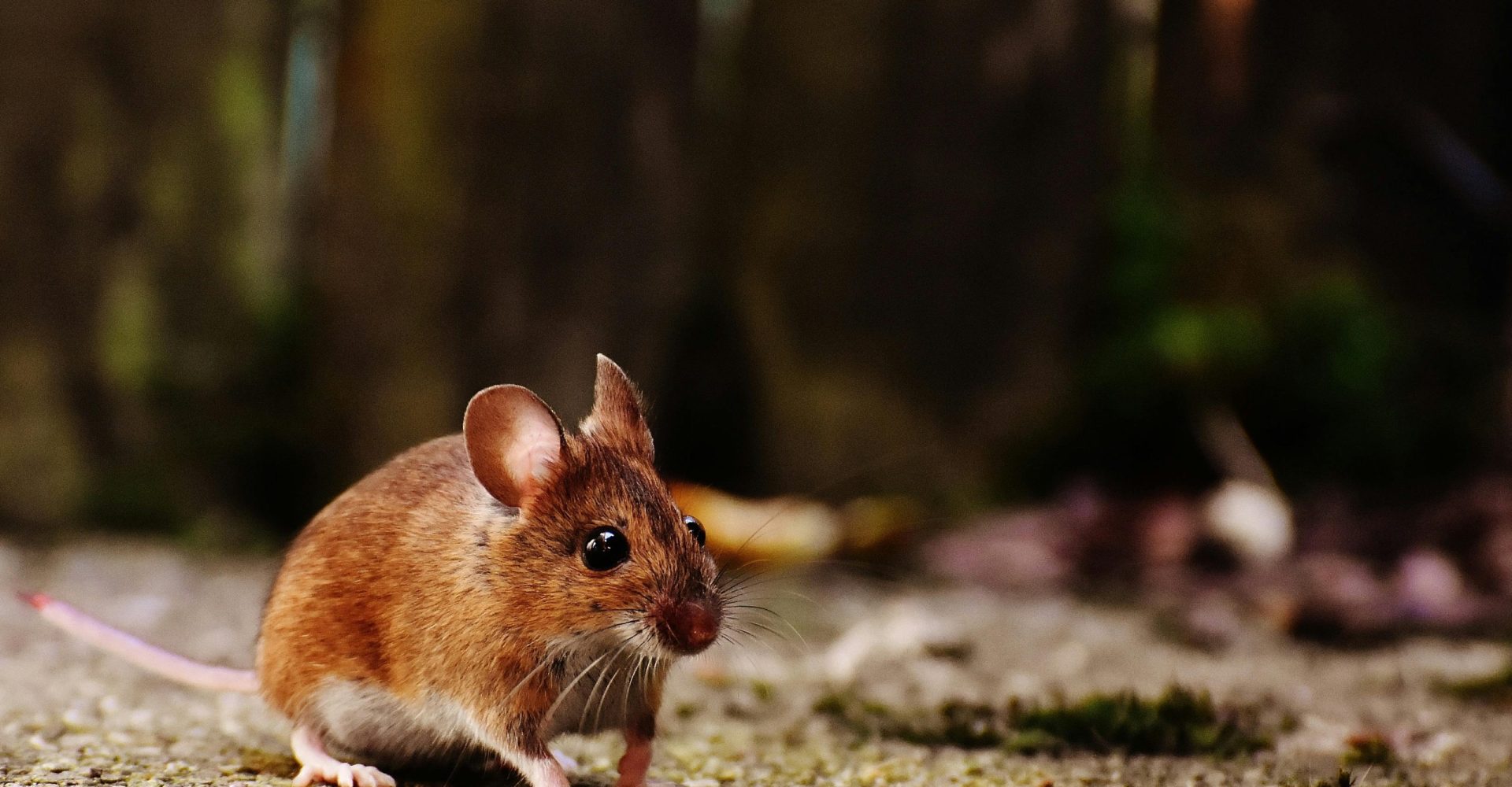 pexels-photo-2280794-2280794 A detailed shot of a brown wood mouse on a natural outdoor surface, highlighting its whiskers and fur.
