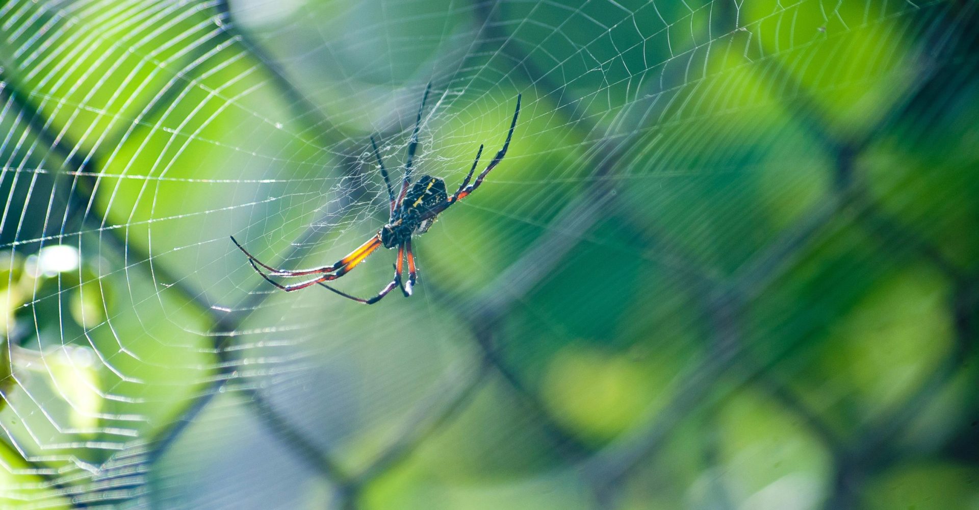 pexels-photo-276298-276298 Close-up of a colorful spider in a detailed web set against lush green foliage, capturing nature's intricate beauty.