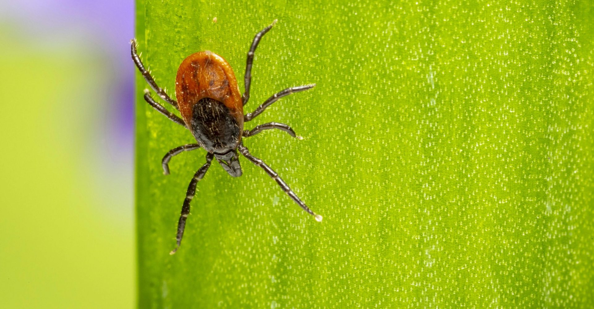 pexels-photo-3722627-3722627 Macro shot of a tick on a green leaf, showcasing detailed texture and vibrant colors.