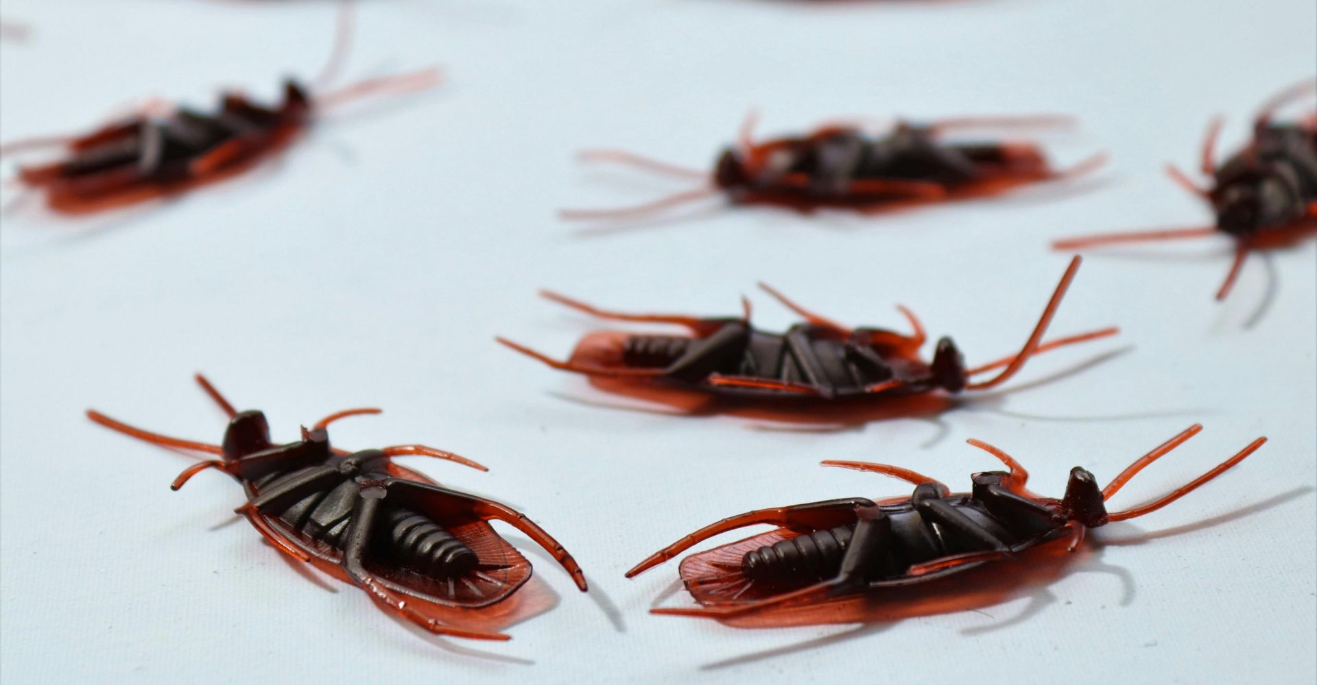 pexels-photo-5149756-5149756 Detailed macro image of several dead cockroaches scattered on a white surface, depicting pest control.