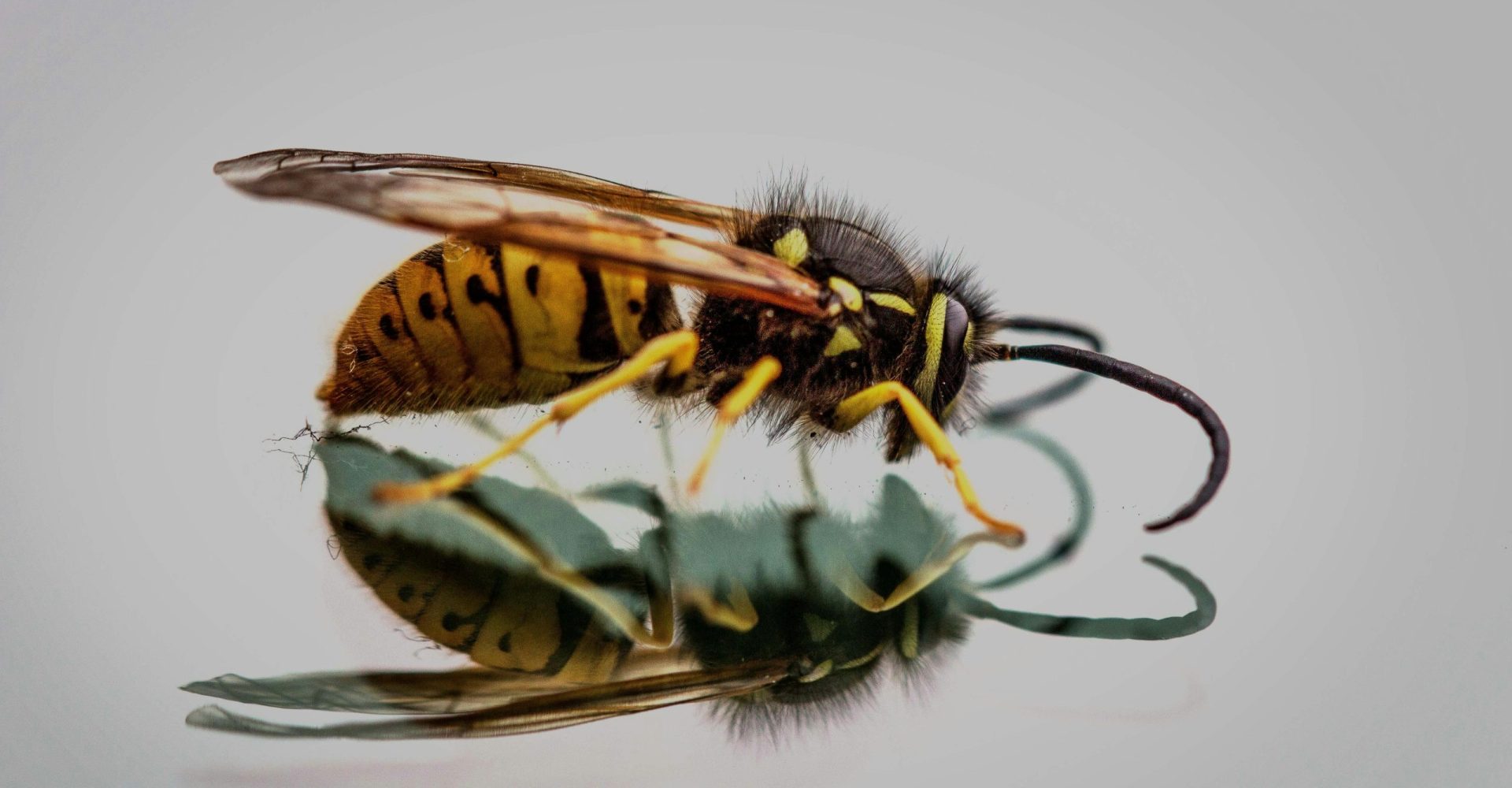 pexels-photo-928968-928968 Detailed macro shot of a wasp reflecting on a glossy surface, showcasing vibrant colors.